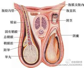 腮腺炎引起的睾丸炎(点击浏览下一张趣图) 腮腺炎引起的睾丸炎(点击浏览下一张趣图)