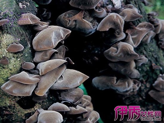黑木儿是什么意思(点击浏览下一张趣图)