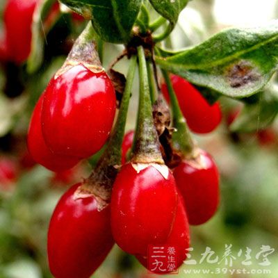 枸杞子的作用与功效(点击浏览下一张趣图)