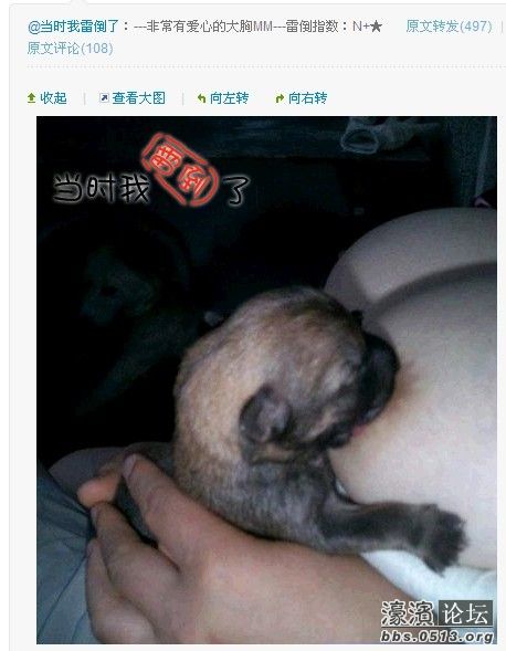 神秘园爱狗姐妹群截图 转载境外爱狗群内截图(2)(点击浏览下一张趣图)