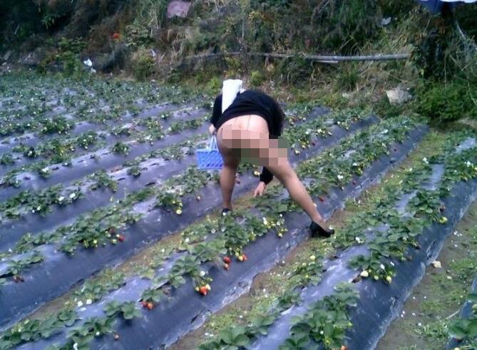 摘草莓走光露底 美女摘草莓老板不要钱(点击浏览下一张趣图)