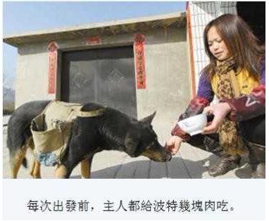 狗和人做事(点击浏览下一张趣图)