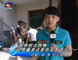 女记者太岁自慰器组图:女记者播报自慰器 太岁肉灵芝记者(2)(点击浏览下一张趣图)