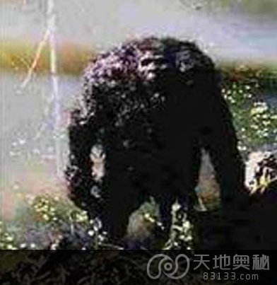 1907年内蒙古野人事件(点击浏览下一张趣图)