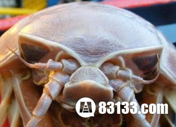 巨型木虱:跟手掌一样大的巨型木虱(点击浏览下一张趣图)