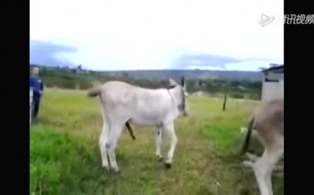 马的公马鞭:公马忍不住了视频(6)(点击浏览下一张趣图)