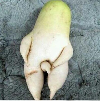 像人体生殖器素菜图片:生殖器奇观植物(点击浏览下一张趣图)