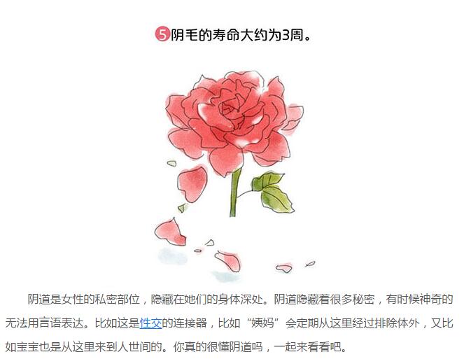 阴道长啥样图解解析(5)(点击浏览下一张趣图)