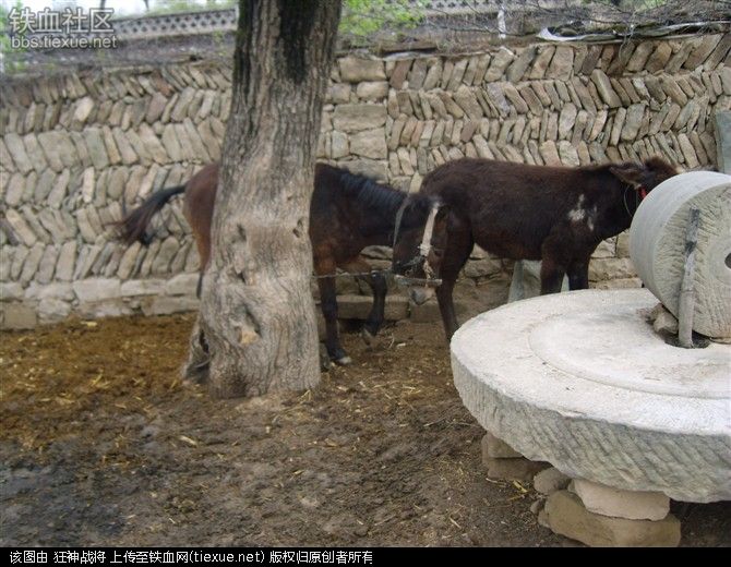 驴交配时间最长的视频图片驴交配高清视频播放(2)(点击浏览下一张趣图)