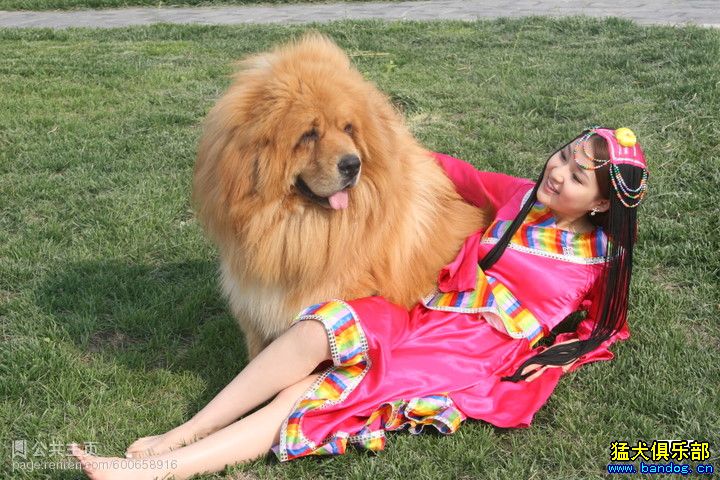 爱狗女士群2016年截图 爱狗群验证图(2)(点击浏览下一张趣图)