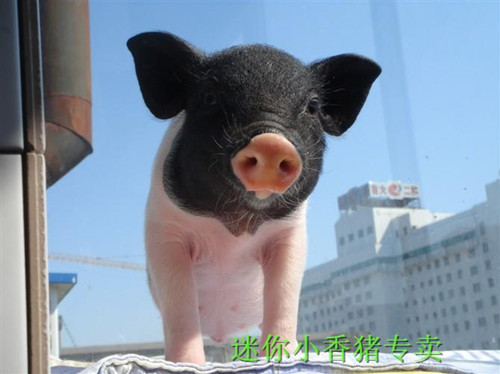 各种可爱小香猪图片(2)(点击浏览下一张趣图)
