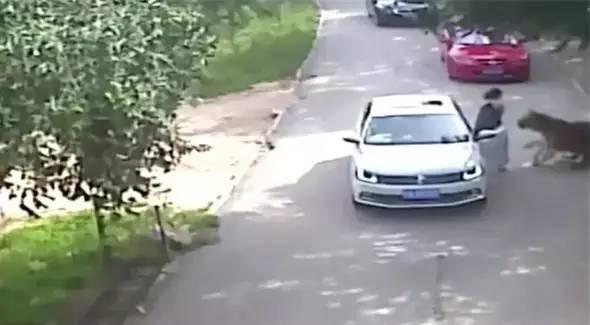 北京老虎吃人真实视频图片：北京老虎袭击游客视频(4)(点击浏览下一张趣图)