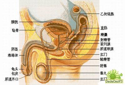 男人那东西下面的图片 男性生殖图(3)(点击浏览下一张趣图)