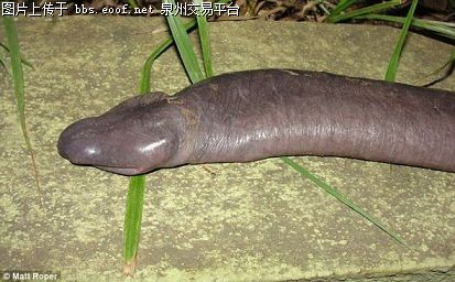 兵哥哥早上晨勃的图片：真实早上晨勃的照片(2)(点击浏览下一张趣图)