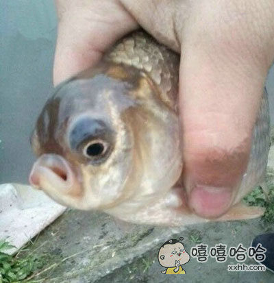 这鱼真是够搞笑哦(点击浏览下一张趣图)