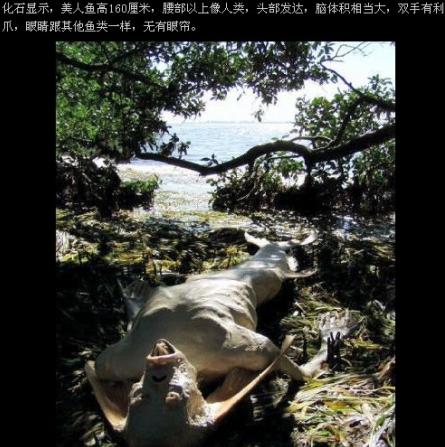 海军活抓美人鱼图：渔民捕获一条美人鱼(3)(点击浏览下一张趣图)
