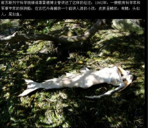 海军活抓美人鱼图：渔民捕获一条美人鱼(5)(点击浏览下一张趣图)