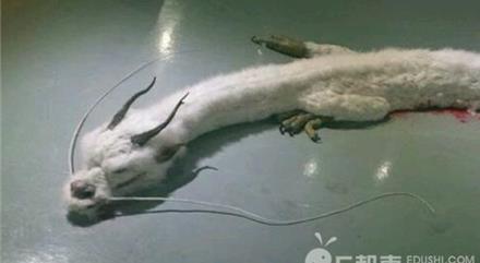 界上仅存的三条蛟龙图片(2)(点击浏览下一张趣图)
