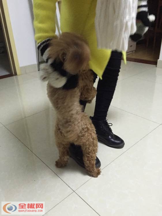 泰迪狗为什么要日女生图：女生为什么不能养泰迪(点击浏览下一张趣图)