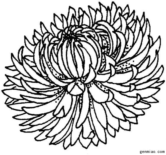 菊花图片简笔画图片(点击浏览下一张趣图)