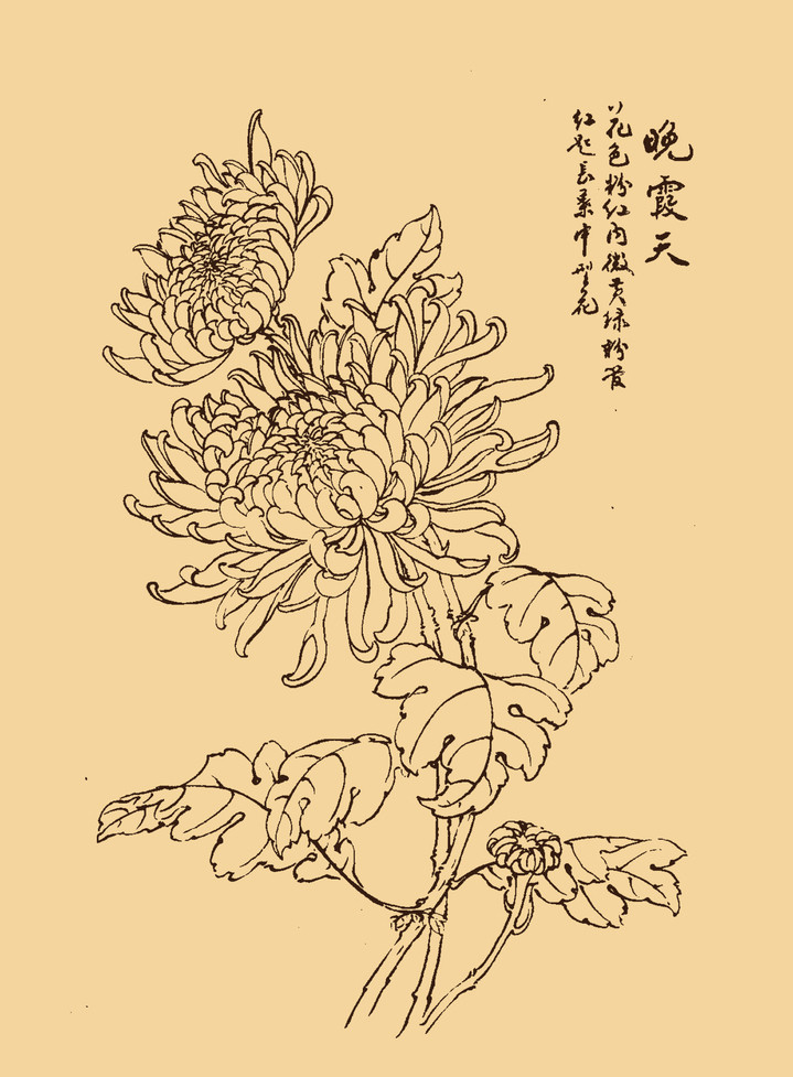 菊花图片简笔画图片(2)(点击浏览下一张趣图)