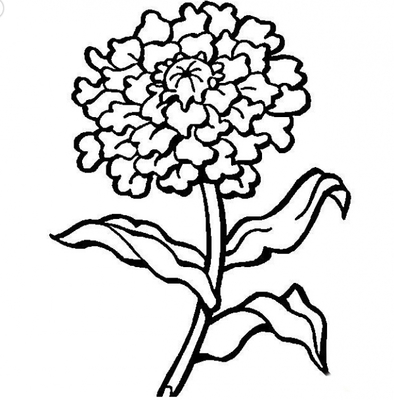 菊花图片简笔画图片(3)(点击浏览下一张趣图)