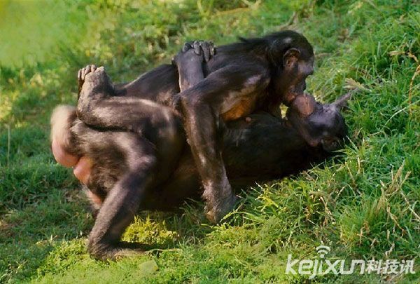 狒狒交配很厉害视频图：视频播放(4)(点击浏览下一张趣图)