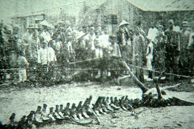 98年洪水冲出龙尸图(点击浏览下一张趣图)