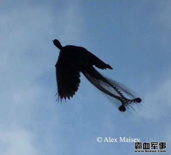 有人拍到凤凰的真实图片(点击浏览下一张趣图)