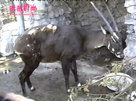 有人拍到了麒麟图片(2)(点击浏览下一张趣图)