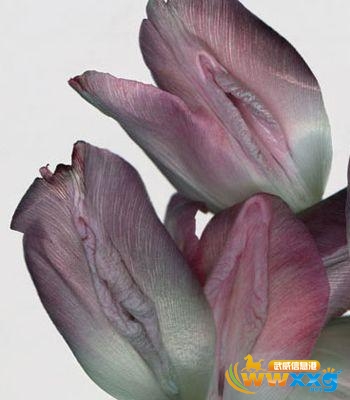 女性十大名器图文并茂：b的十大名器图片欣赏(3)(点击浏览下一张趣图)
