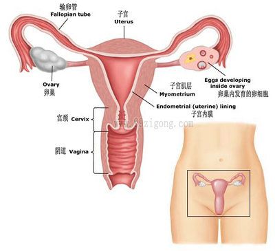 女人的子宫在哪里位置图解(点击浏览下一张趣图)