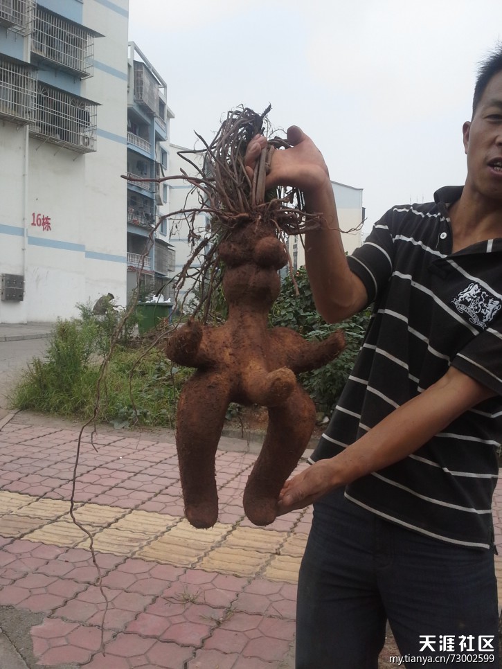 关于男人的大棒子：男人的那个东西有多大图片(3)(点击浏览下一张趣图)