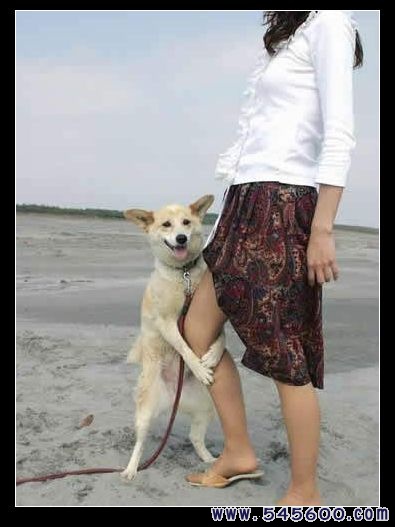 大犬狗插女人图片：狗的东西有多大图(3)(点击浏览下一张趣图)