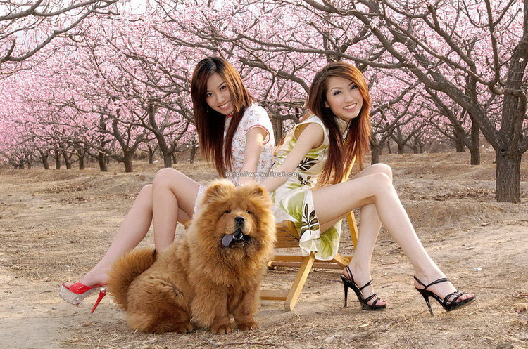 大犬狗插女人图片：狗的东西有多大图(7)(点击浏览下一张趣图)