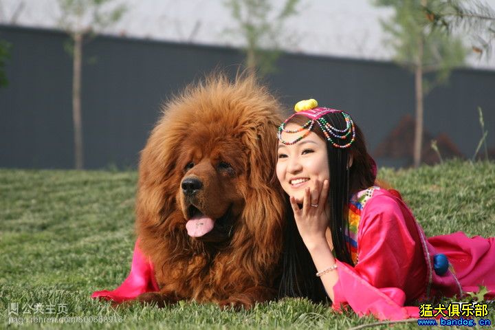 狗狗把我x个半死谢欣：女生为什么不能养泰迪(2)(点击浏览下一张趣图)