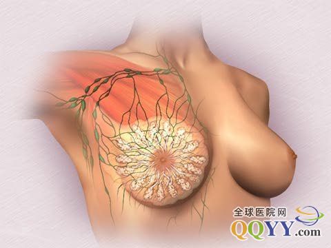 美女解剖乳房图片大全：女性全身解剖图片大全(点击浏览下一张趣图)