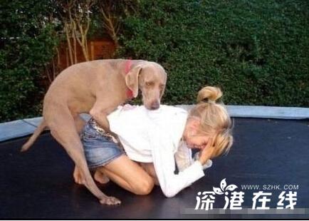 勃起的大狗生殖器图片：勃起的大狗生殖器有多大？(4)(点击浏览下一张趣图)