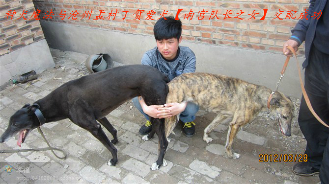 勃起的大狗生殖器图片：勃起的大狗生殖器有多大？(5)(点击浏览下一张趣图)