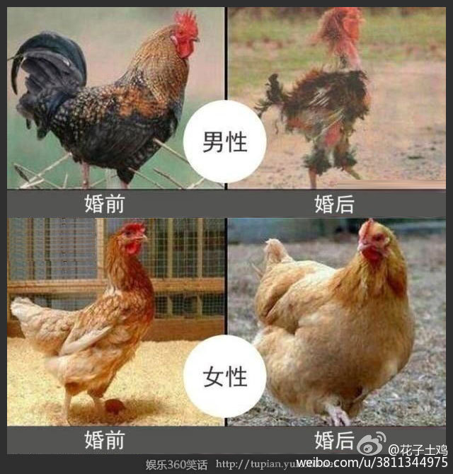 婚前婚后的差别图片(3)(点击浏览下一张趣图)