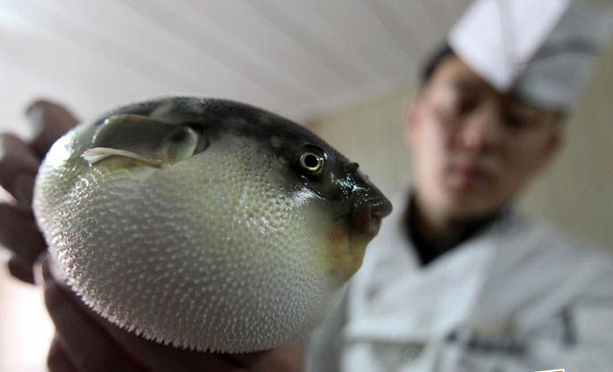 番茄也有毒?细数14种常见的有毒食物(3)(点击浏览下一张趣图)