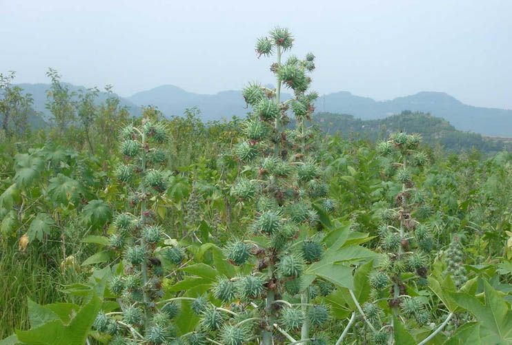 番茄也有毒?细数14种常见的有毒食物(9)(点击浏览下一张趣图)