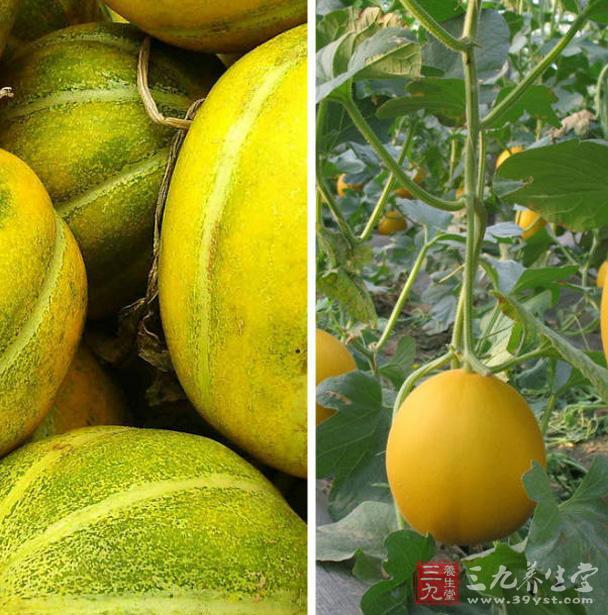 香瓜不能和什么一起吃(2)(点击浏览下一张趣图)