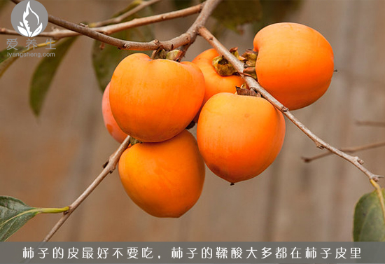 吃柿子11个禁忌 小心你的肠胃(点击浏览下一张趣图)