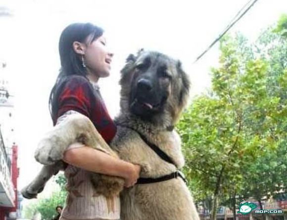 养狗的女人不能娶：狗狗x了我两小时 我正在睡觉,狗狗舔我(5)(点击浏览下一张趣图)