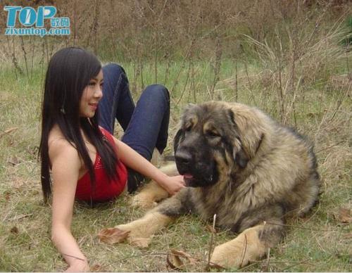 被牧羊犬进入真实故事：少妇与狗真实故事(3)(点击浏览下一张趣图)