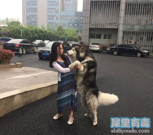 被牧羊犬进入真实故事：少妇与狗真实故事(4)(点击浏览下一张趣图)