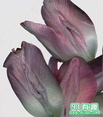 二十名器详文图解k茂：女人十大神器图 形状(3)(点击浏览下一张趣图)