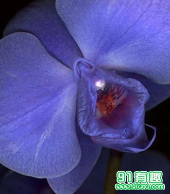 名器证明003照片：女人20名器讲解 十八种名器真人图(点击浏览下一张趣图)