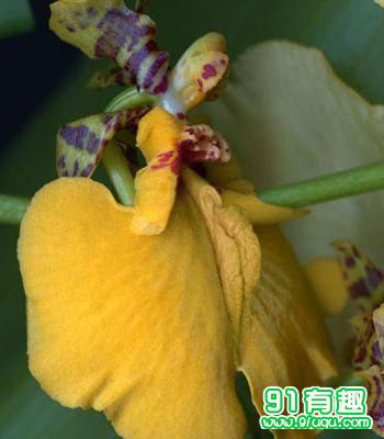 名器证明003照片：女人20名器讲解 十八种名器真人图(2)(点击浏览下一张趣图)